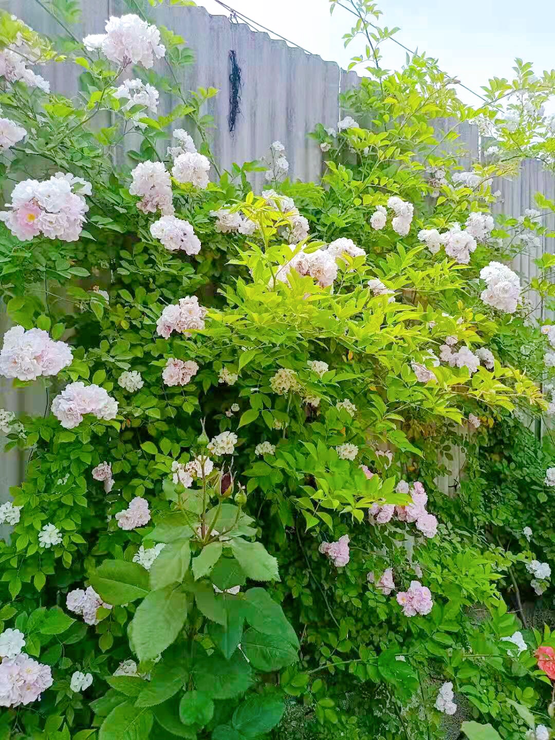 c8652752714146afb1a184819d38a8aa.jpg 32 (2).jpg