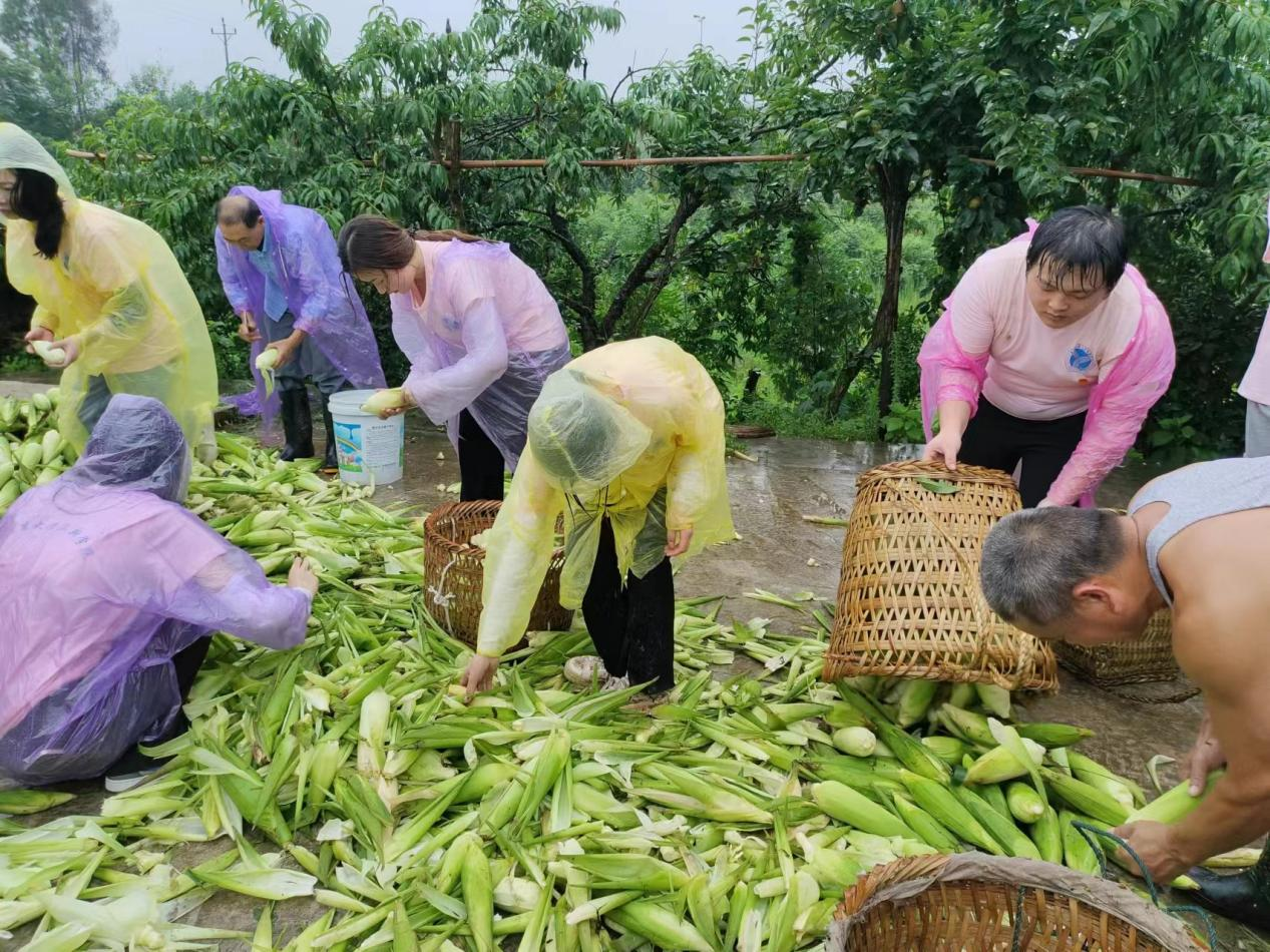 收玉米.png 收玉米.png