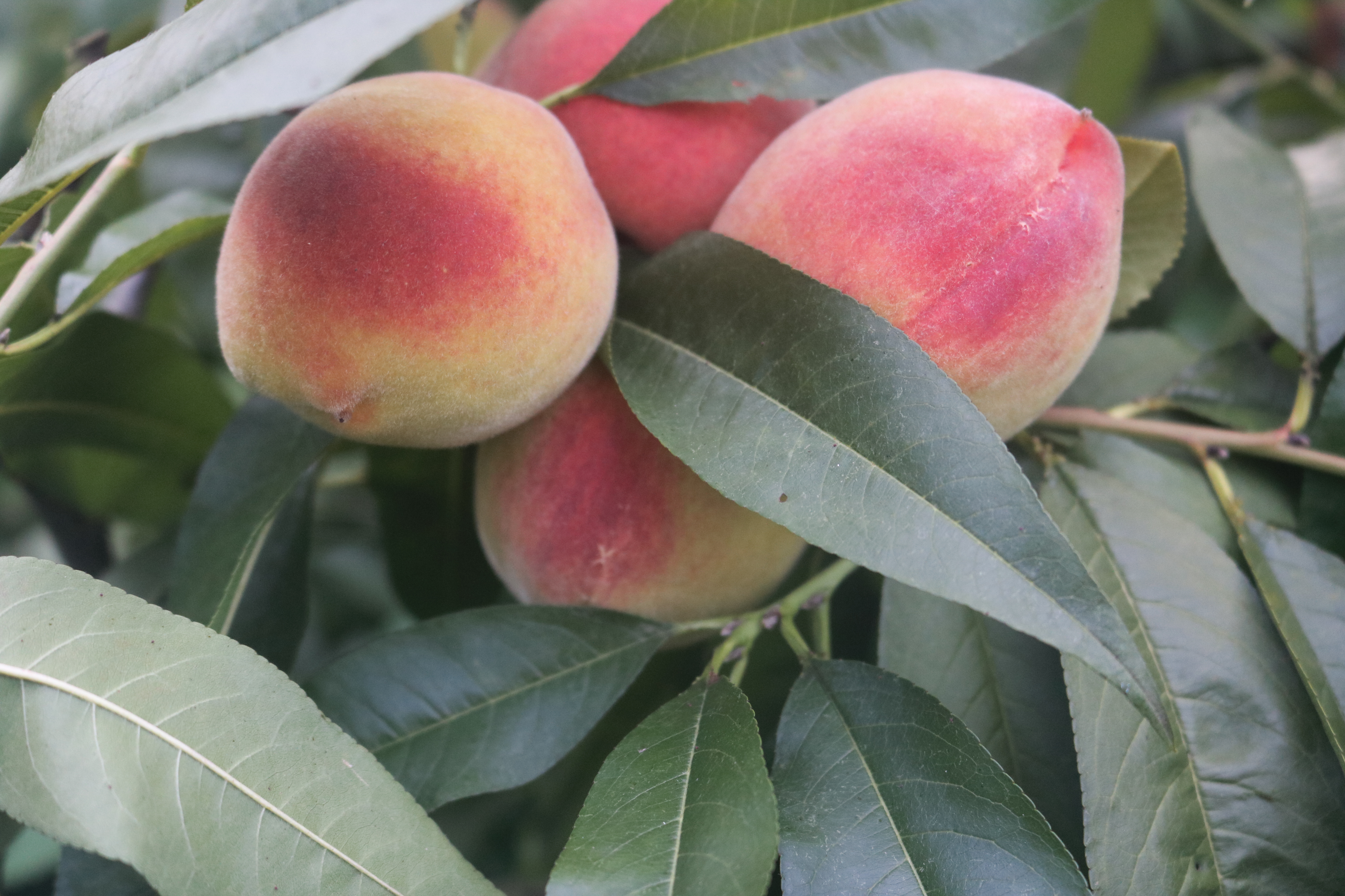 图片三.png 图片三.png