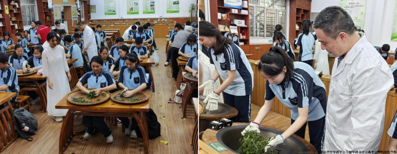 图片5 在全国优秀教师古能平教授指导下学习“广职绿”手工制茶技艺.png 图片5 在全国优秀教师古能平教授指导下学习“广职绿”手工制茶技艺.png