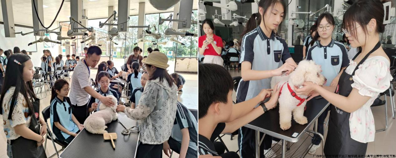 图片19家庭宠物美容与护理实践.png 图片19家庭宠物美容与护理实践.png