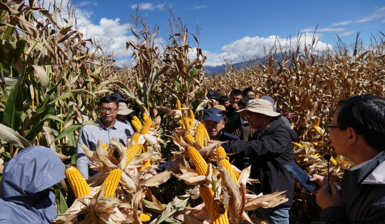 图片1.png 图片1.png