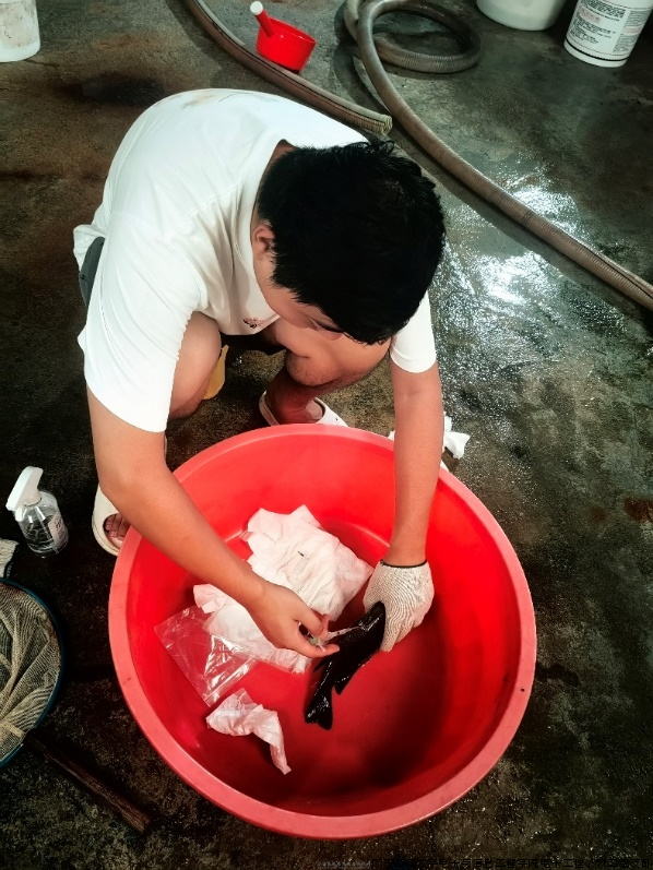 图3 罗子皓博士给紫红笛鲷注射PIT标签 图3 罗子皓博士给紫红笛鲷注射PIT标签