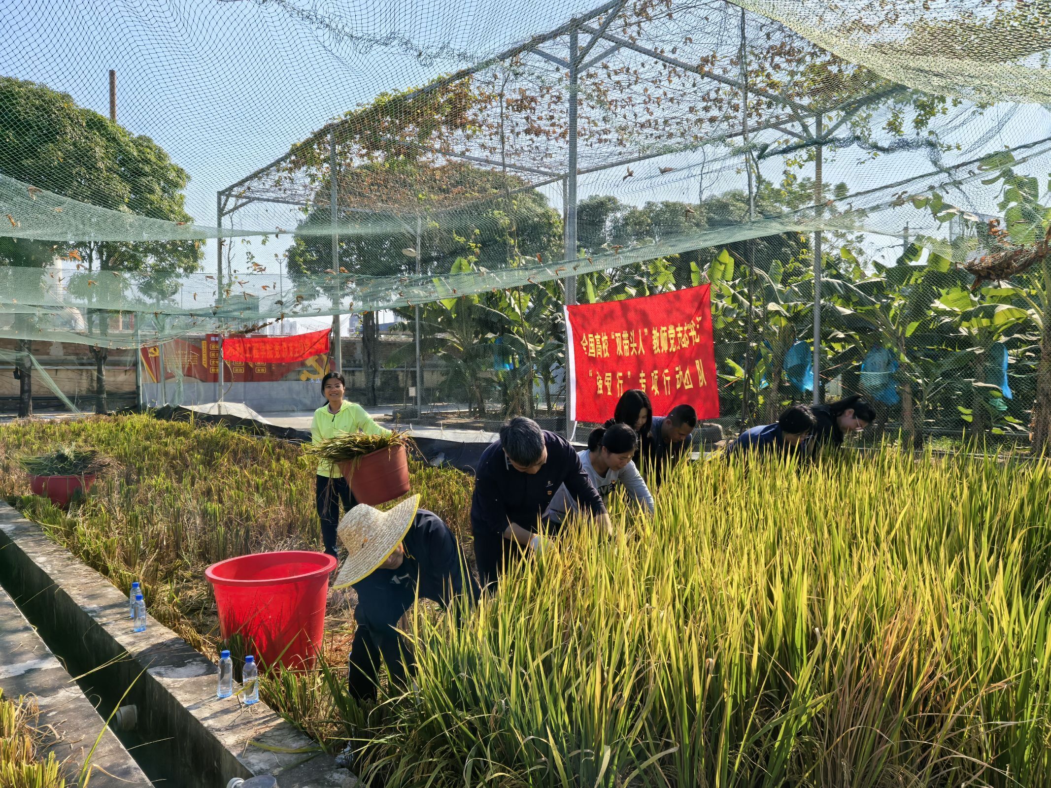 图2团队老师”丰收节“收割稻谷