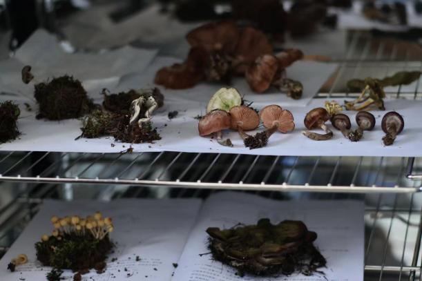 珍稀兰花创新实践5