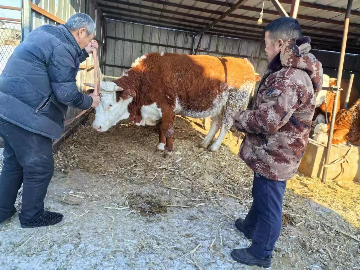 为养殖户的牛治病4