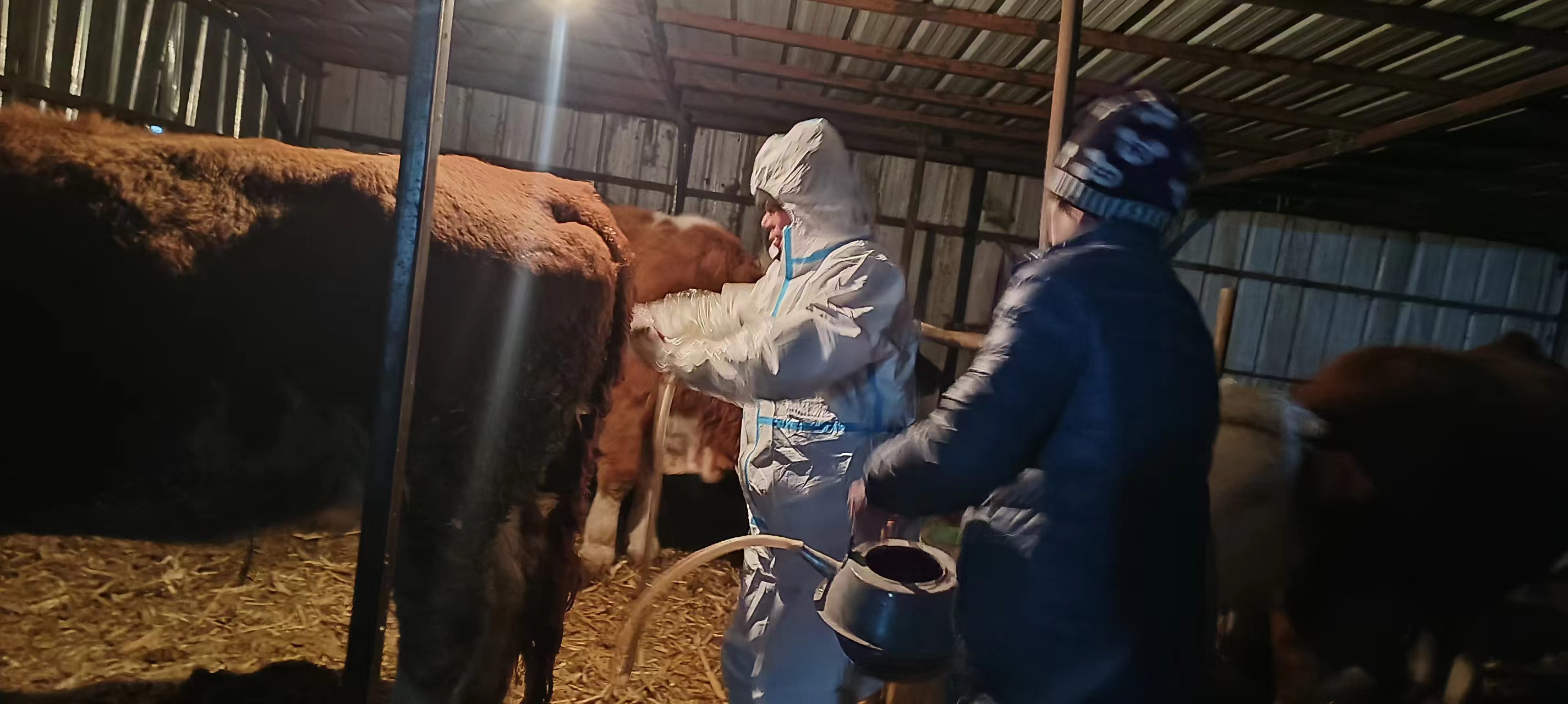 为养殖户的牛治病3