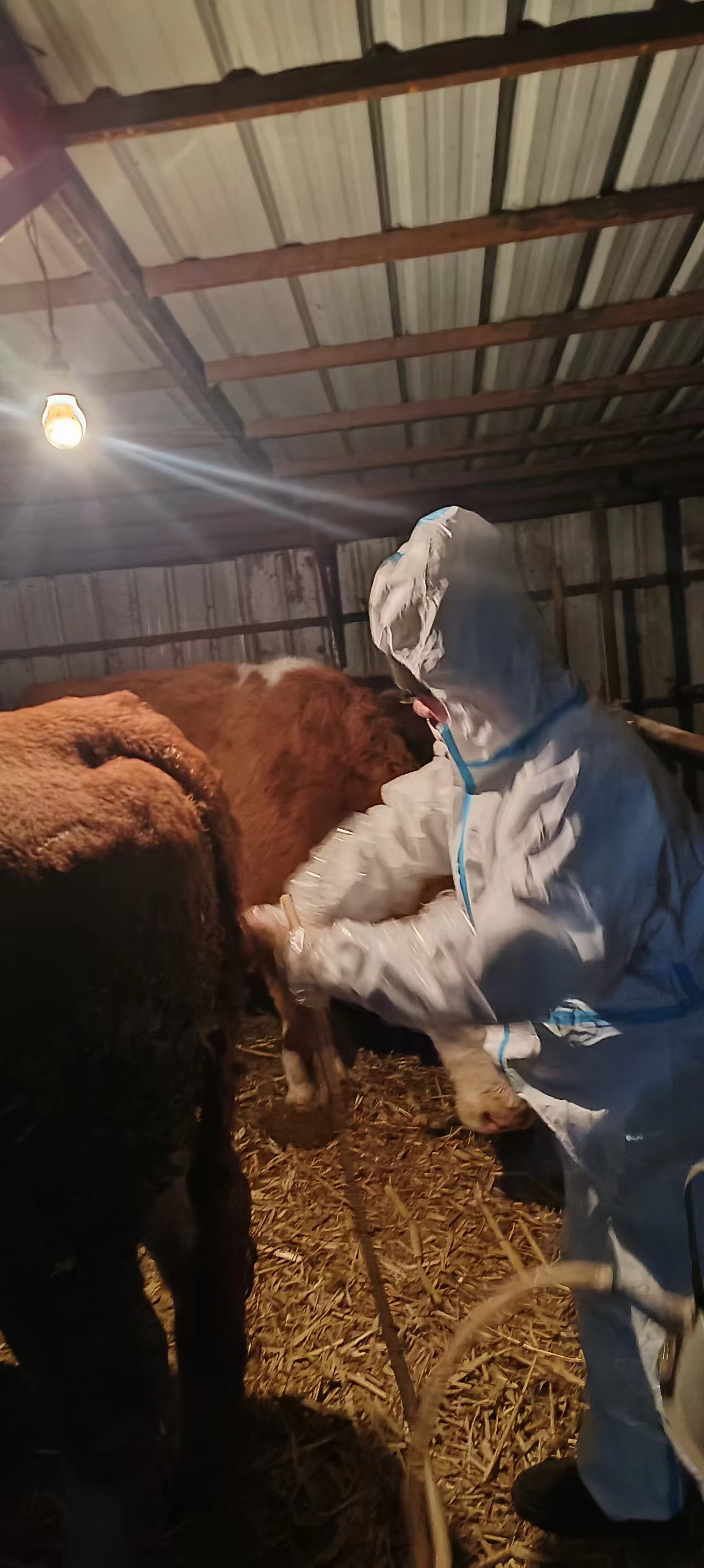 为养殖户的牛治病2