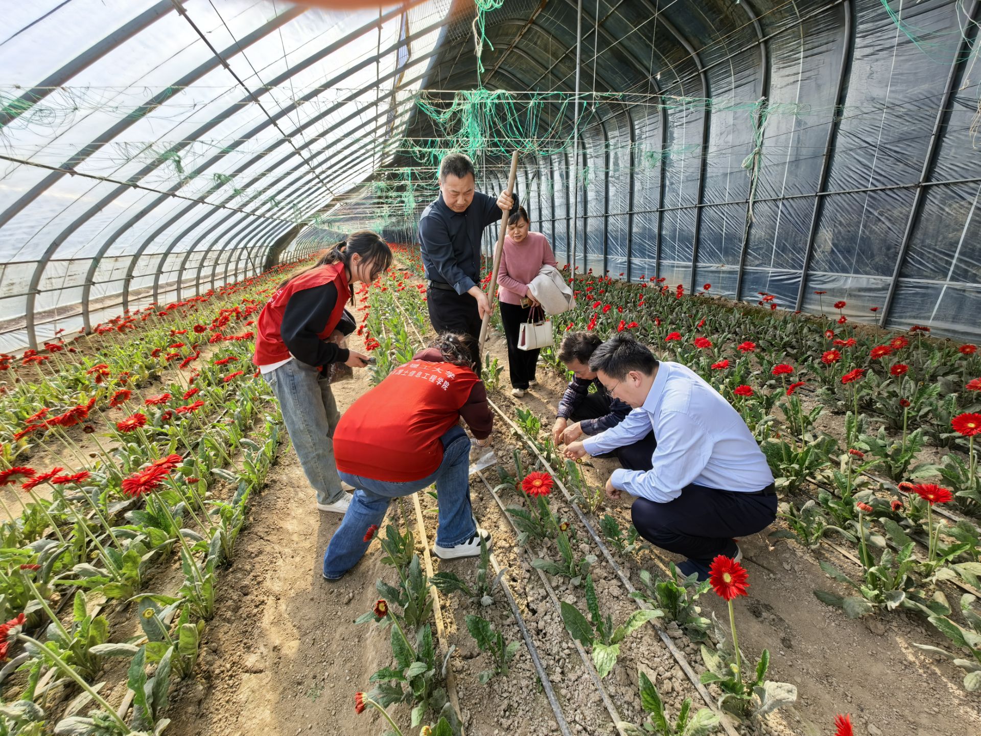 教授在鲜花大鹏开展科研活动