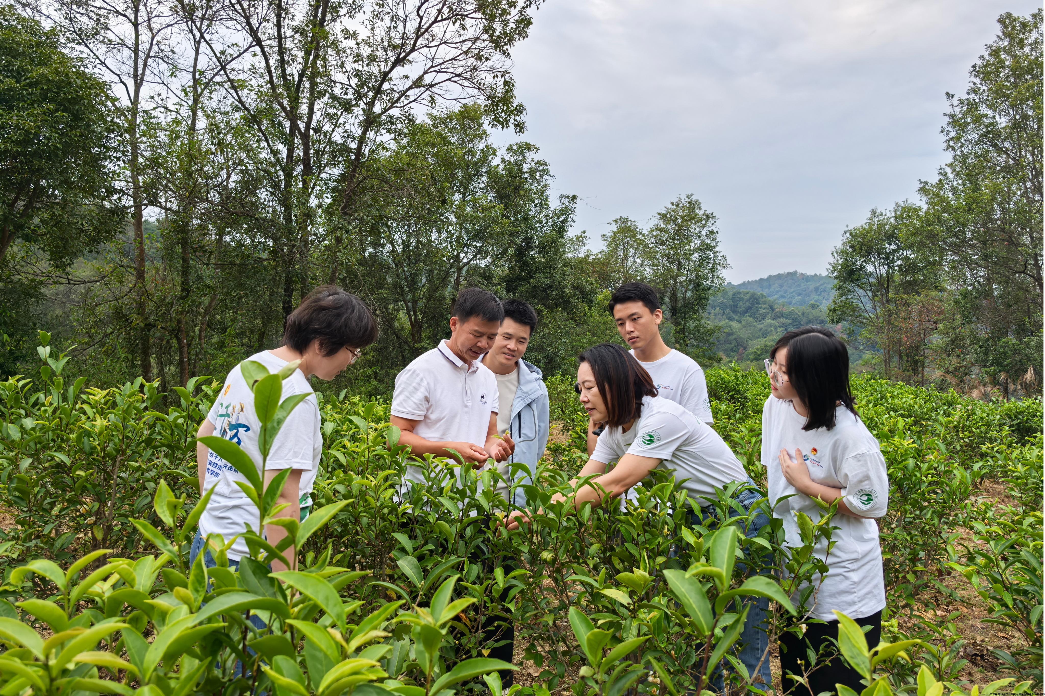 2茶园调研